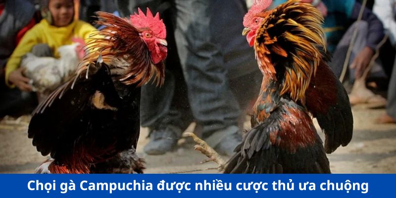 Chọi gà Campuchia được nhiều cược thủ ưa chuộng